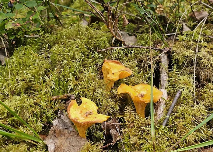 度假居 Countryside Romance In Padasjoki, Sauna Maakeski