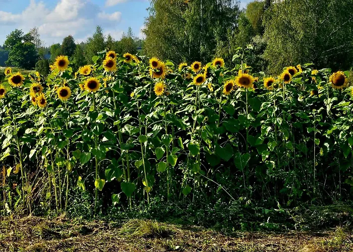 Countryside Romance In Padasjoki, Sauna 度假居 *